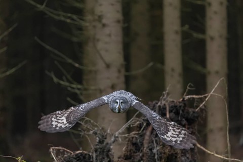 One great grey owl (Strix nebulosa) flying through a spruce forest