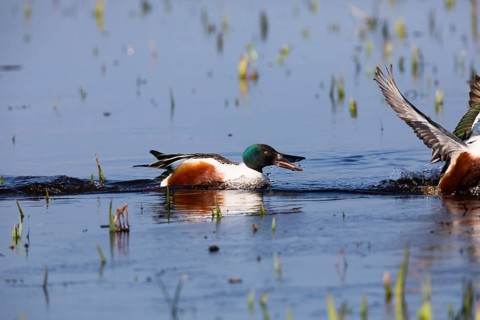 Northern Shoveler (Anas clypeata), male duck chasing another male duck away, on lake, island of