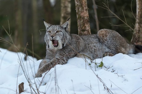 One Eurasian lynx, (Lynx lynx), resting on a snowy lookout in the forest, yawning