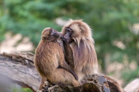 One adult male and one adult female Gelada (Theropithecus gelada), or bleeding-heart monkey sitting