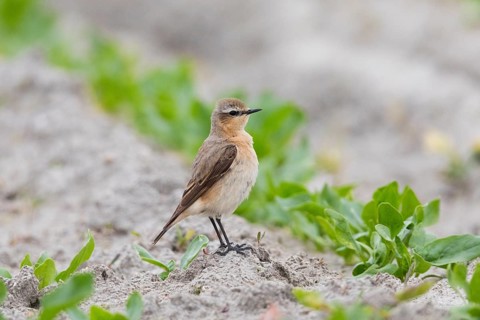 Wheatear (Oenanthe Oenanthe), female, standing in crop of young plants, in late winter, on