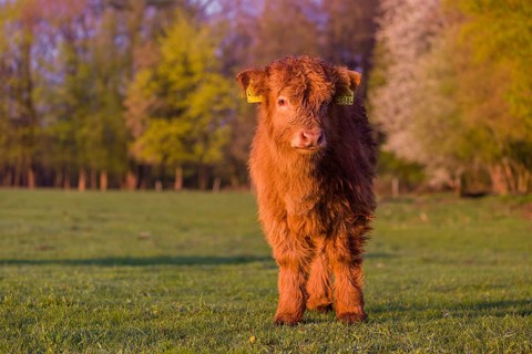 One Highland calf (Bos primigenius) taurus) stands on a meadow