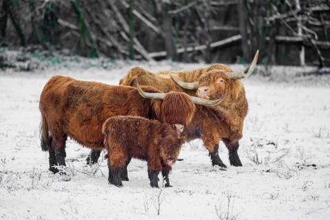 A family of Highland cattle (Bos primigenius), a bull, a cow and a calf are standing at the edge of