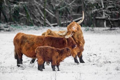 A family of Highland cattle (Bos primigenius), a bull, a cow and a calf are standing at the edge of