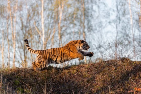 One young female Siberian Tiger, Panthera tigris altaica, running thru a birch tree forest. Hunting