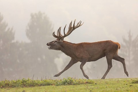 One Red Deer stag (Cervus elaphus) at the rutting season, running and calling. A forest in fall