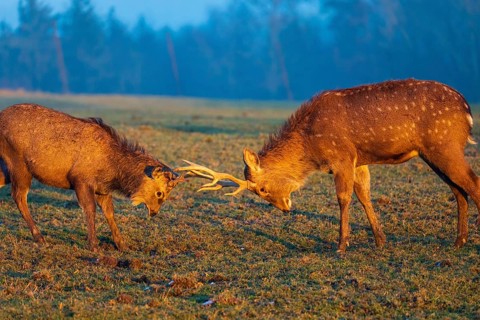 Two Dibowsky stags fighting on a meadow at sunrise, Cervus nippon hortulorum