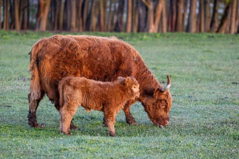 A Highland cow (Bos primigenius taurus) and her calf stand side by side on a meadow