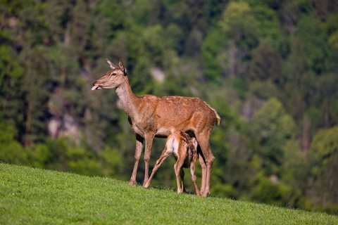 One red deer doe (Cervus elaphus) stands on a meadow and suckles her fawn. A forest in the distant