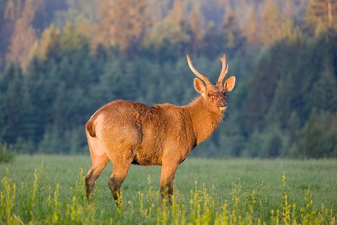 A Sambar stag (Rusa unicolor), stands on a meadow in first morning light