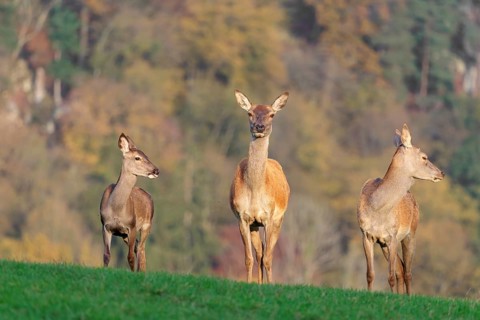 Two adult red deer hinds (Cervus elaphus) and a calf are standing in a meadow in the beautiful