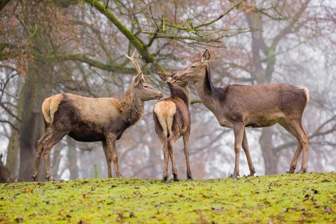 A Red Deer hind with her calf (Cervus elaphus) and a young stag stand on a green meadow at a forest