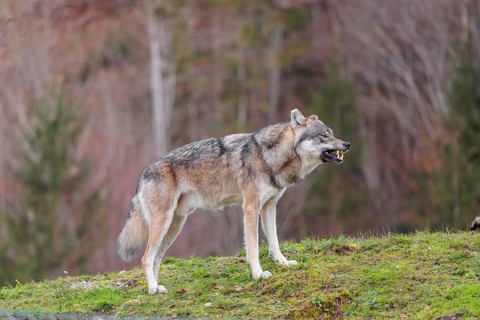 A male Eurasian grey wolf (Canis lupus lupus) stands growling in a green meadow on the top of a