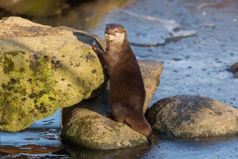 One oriental small-clawed otter or Asian small-clawed otter (Aonyx cinerea), plays with a small