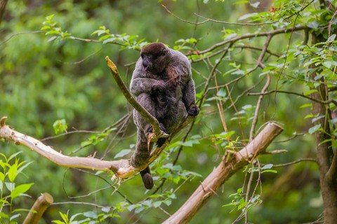 A common woolly monkey, brown woolly monkey, or Humboldt's woolly monkey (Lagothrix lagothricha)