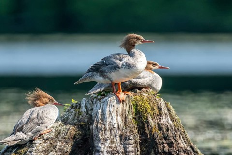 Common merganser. Mergus merganser. A group of females stands on a tree stump. Lake Wapizagonke. La