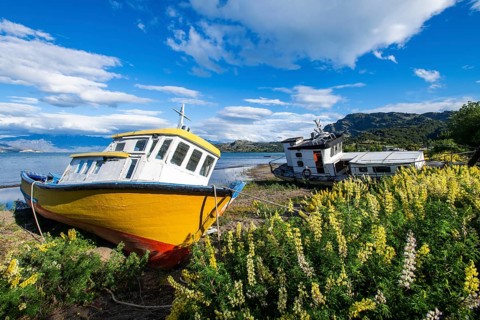 Colourful wooden fishing boats amidst yellow flowering lupines on the beach, Lago General Carrera,