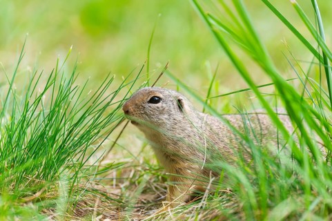 European ground squirrel (Spermophilus citellus) on a meadwo, Bavaria, Germany, Europe