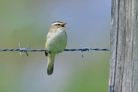 Reed warbler (Acrocephalus schoenobaenus) singing on a barbed wire fence, Wildlife, Lembruch,