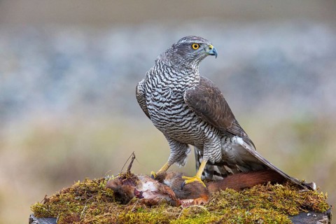 Goshawk (Accipiter gentilis) beheading squirrels Germany