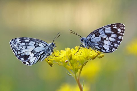 Checkerspot butterfly (Melanargia galathea) on a yellow flower, Middle Elbe Biosphere Reserve,