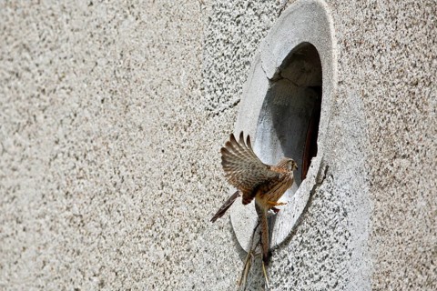 Kestrel (Falco tinnunculus) at the breeding site, Common Kestrel at the entrance hole of a house