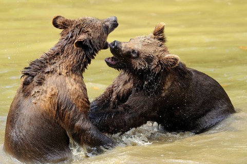 Two young bears playfully wrestling with each other in the water, Eurasian brown bear (Ursus arctos