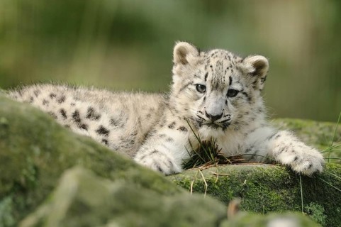 Snow leopard young resting on a rock, curious with playful expression, snow leopard (Panthera