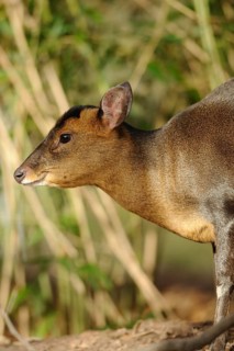 A muntjac sideways in the forest, surrounded by vegetation, with an attentive gaze, Chinese muntjac
