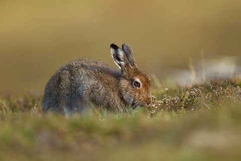 Mountain hare (Lepus timidus) adult animal in its summer coat on a hillside feeding on a Heather