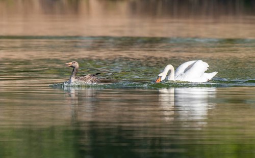 Mute swan (Cygnus olor), adult bird chasing a grey goose (Anser anser) out of its territory on a