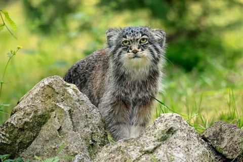 Manul (Otocolobus manul), Pallas's cat, adult, alert
