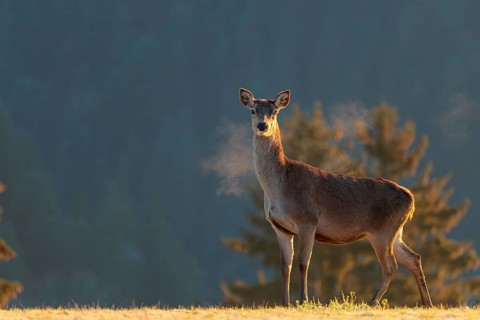A female red deer (Cervus elaphus) stands in the first light of day on a meadow covered in hoar