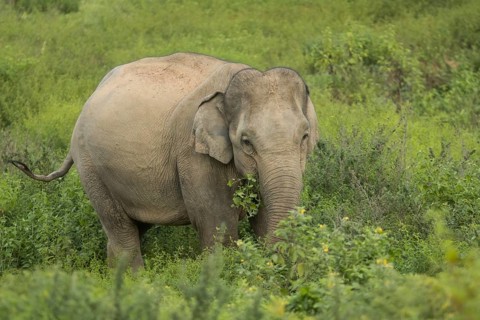 Indian elephants (Elephas maximus indicus), Khiri Khan, Hua Hin, Kui Buri National Park, Thailand,