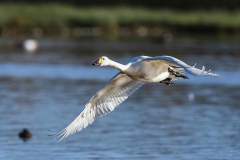 Tundra Swan, Bewick's Swan, Cygnus columbianus in flight at winter in Slimbridge, England, United