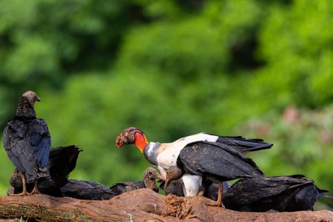 King vulture (Sarcoramphus papa), cock, vulture birds (Aegypiinae), Laguna del Lagarto Lodge,