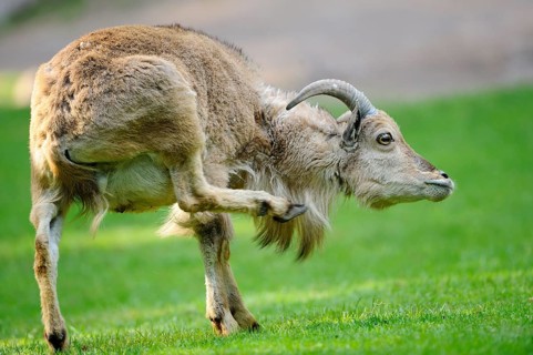 A wild sheep raises its leg in a meadow, Mane jumper (Ammotragus lervia), captive