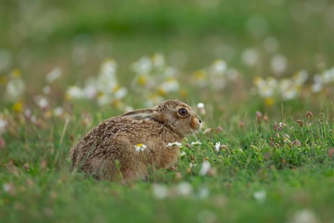 European brown hare (Lepus europaeus) juvenile baby leveret animal resting in grassland amongst