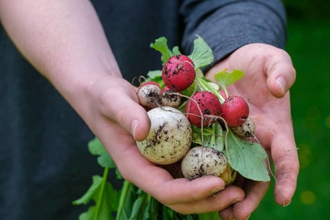 Radish (Raphanus sativus var. sativus), mixed radish, vegetable harvest, harvest, Bavaria, Germany,
