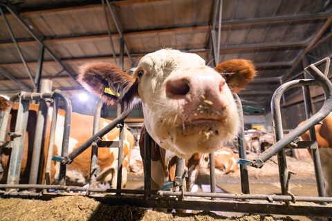 The snout of a brown and white cow peers curiously through a gate in the barn, Haselstaller Hof,