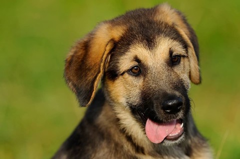 A cute puppy with tongue hanging out in a meadow, mixed breed dog, Upper Palatinate