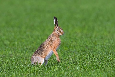 Alert European brown hare (Lepus europaeus) standing upright on its hind legs in field, grassland