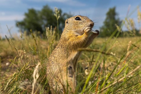 One European ground squirrel (Spermophilus citellus) or European souslik standing erected in tall