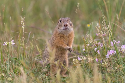 One European ground squirrel (Spermophilus citellus) or European souslik sitting in grass and