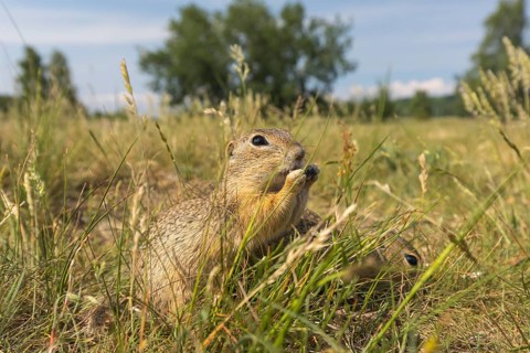 One European ground squirrels (Spermophilus citellus) or European souslik feeding in tall grass