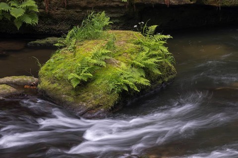 Flowing, silky water with ferns and rocks in the Edmunds Gorge, river Kamnitz, Hrensko, Ustecky