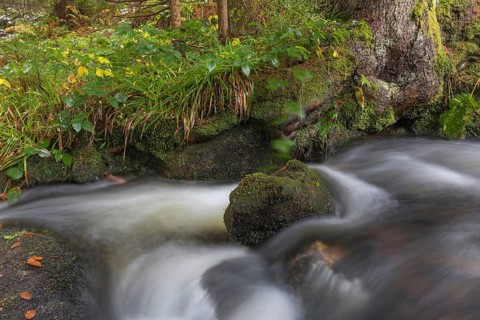 Kleine Ohe creek below Waldhaeuser village in the Bavarian Forest Nationalpark. Flowing water and