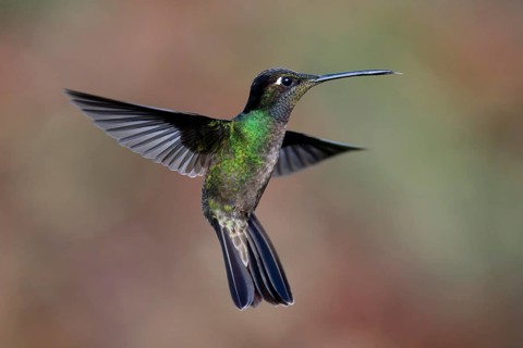 Flying Fiery-throated Hummingbird (Panterpe insignis), Costa Rica, Central America