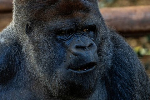 A large black gorilla with a mouth open. Concept of curiosity and wonder as the gorilla stares at