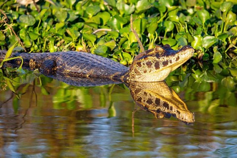 Spectacled caiman (Caiman crocodilius) Panatanal Brazil